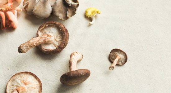 Foraged Edible mushrooms