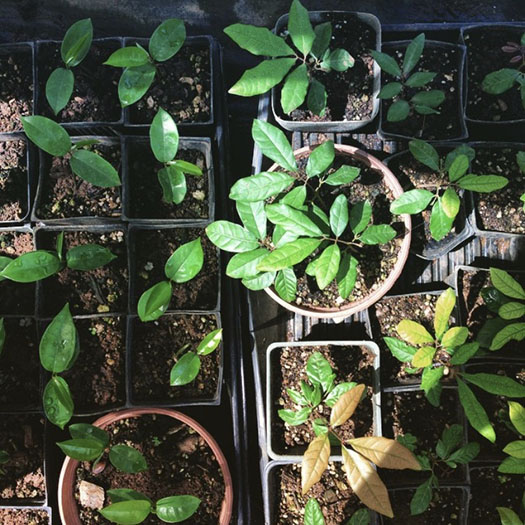 What is Plant Propagation?