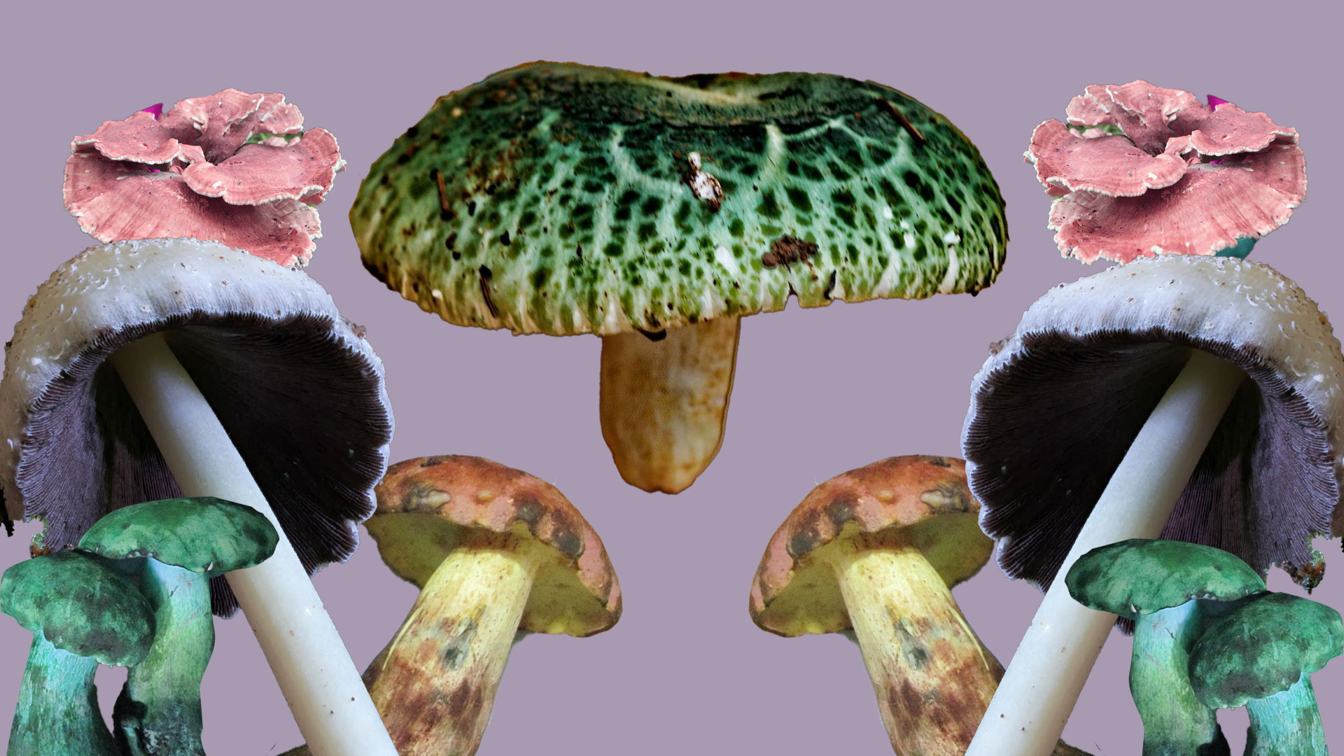 Get High, Hard or Satisfied From These Chinese Mushrooms